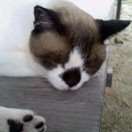 お散歩カメラ icon