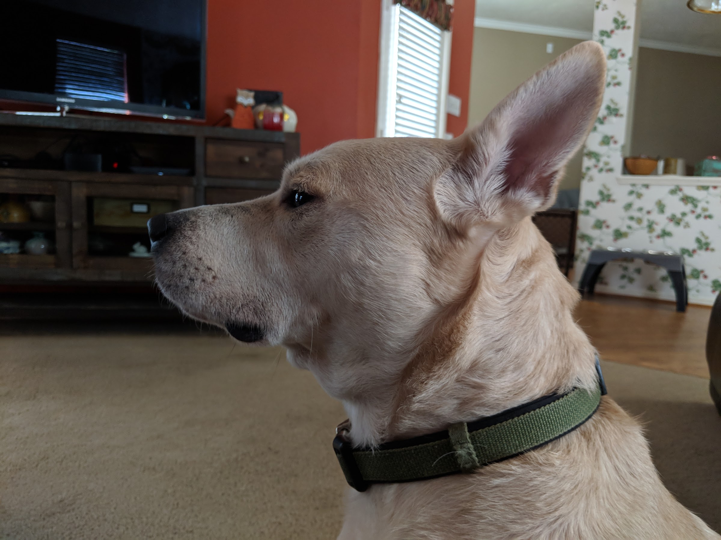 Magnificent Mental Materials icon