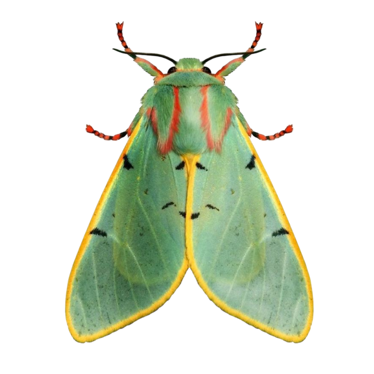 another notebook icon