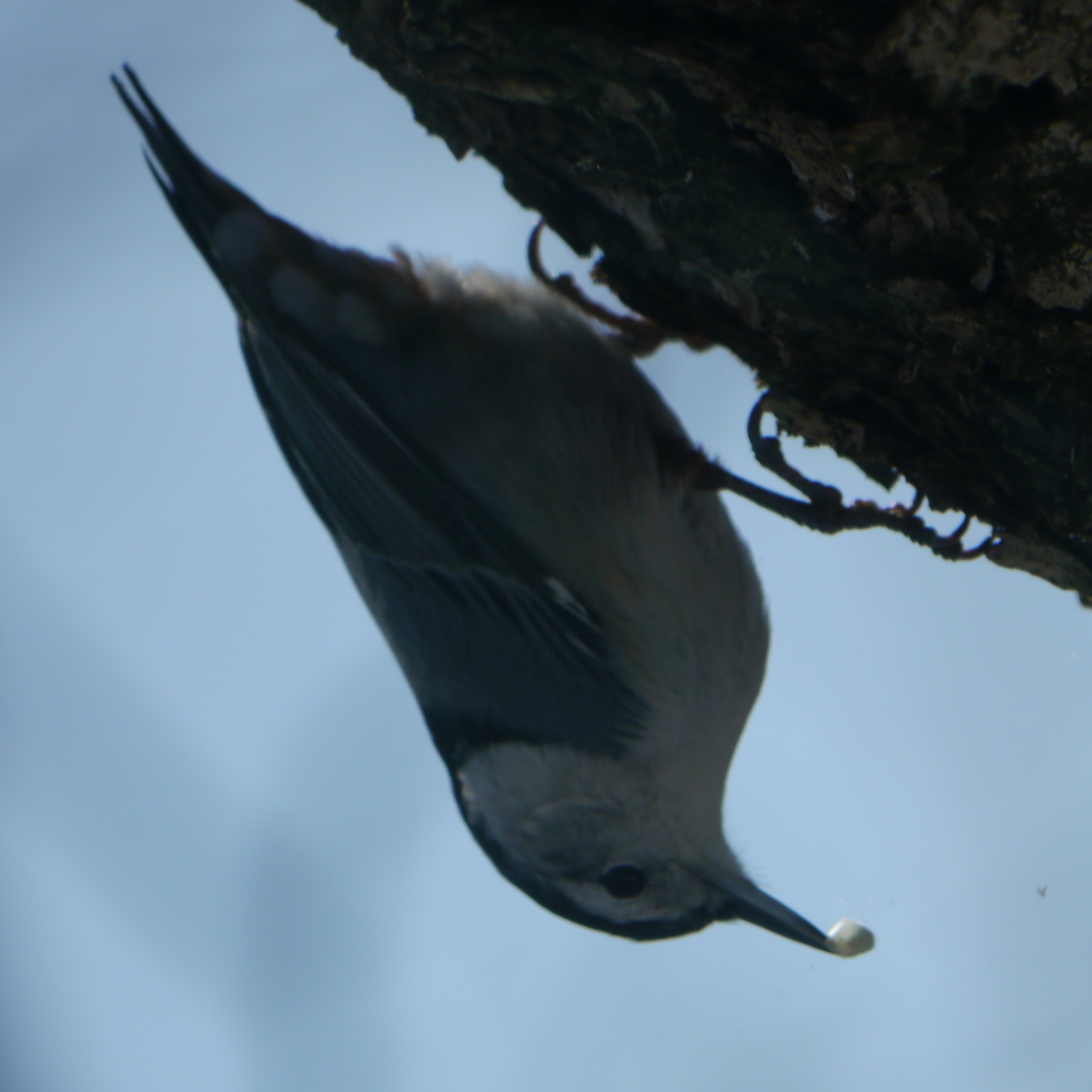 Processual Ecology icon