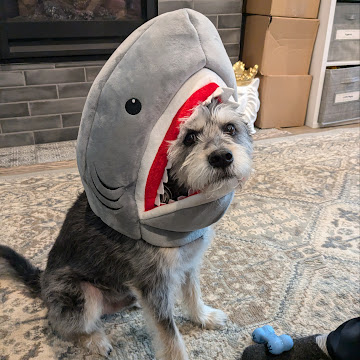 the juniper order library icon