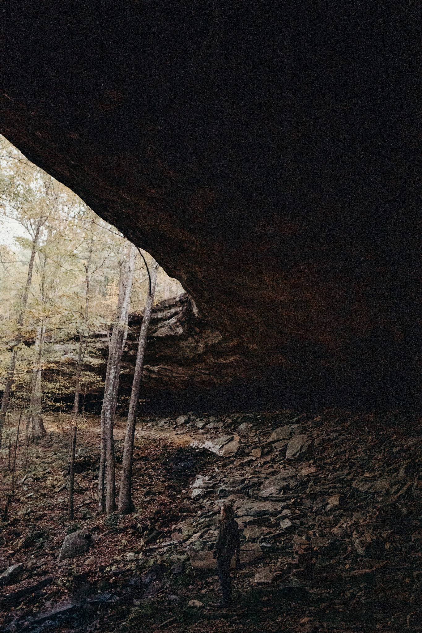 Daniel's Leaflets icon