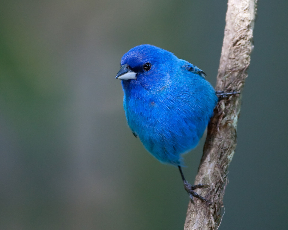 the blue bird icon