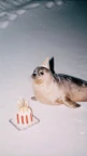 flynn's blog icon