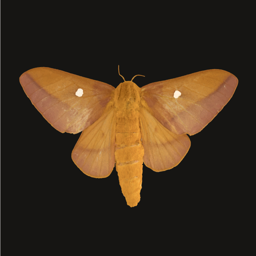 dame's leaflets icon