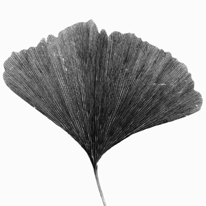 Updates from the Modal Foundation icon