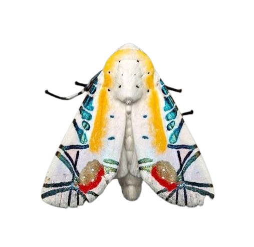 moving pictures icon