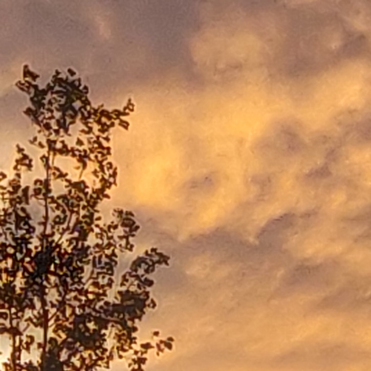 A Commonplace Leaf icon