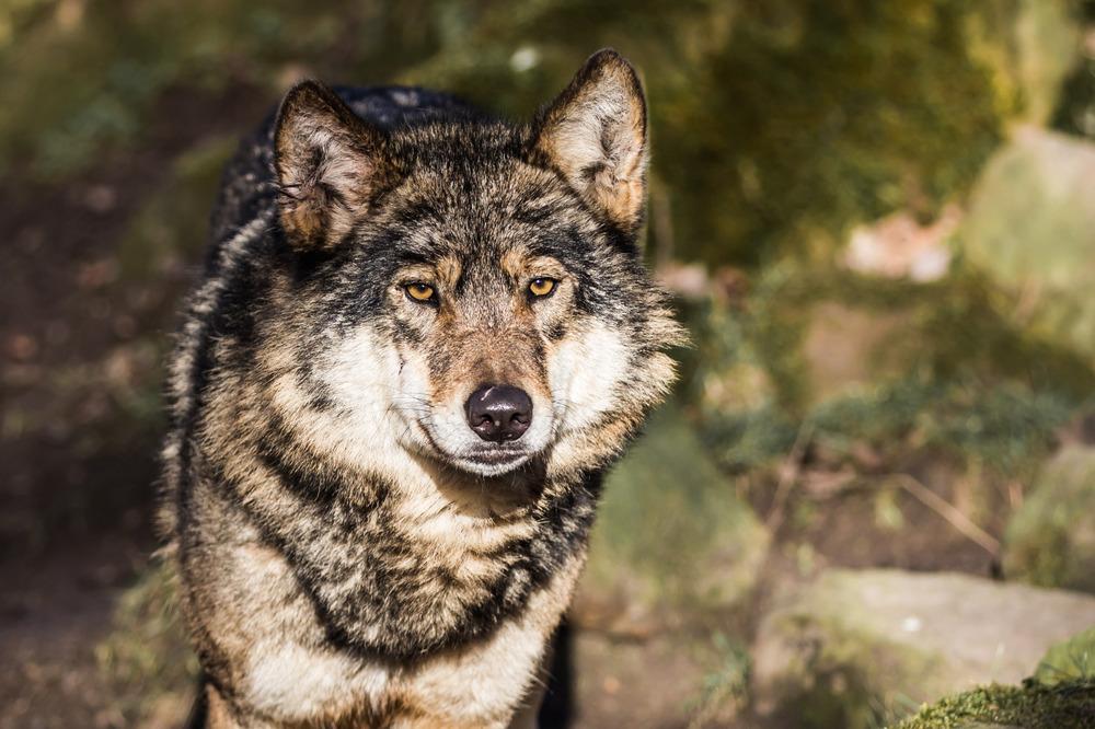 Cailean Uen's Journal icon