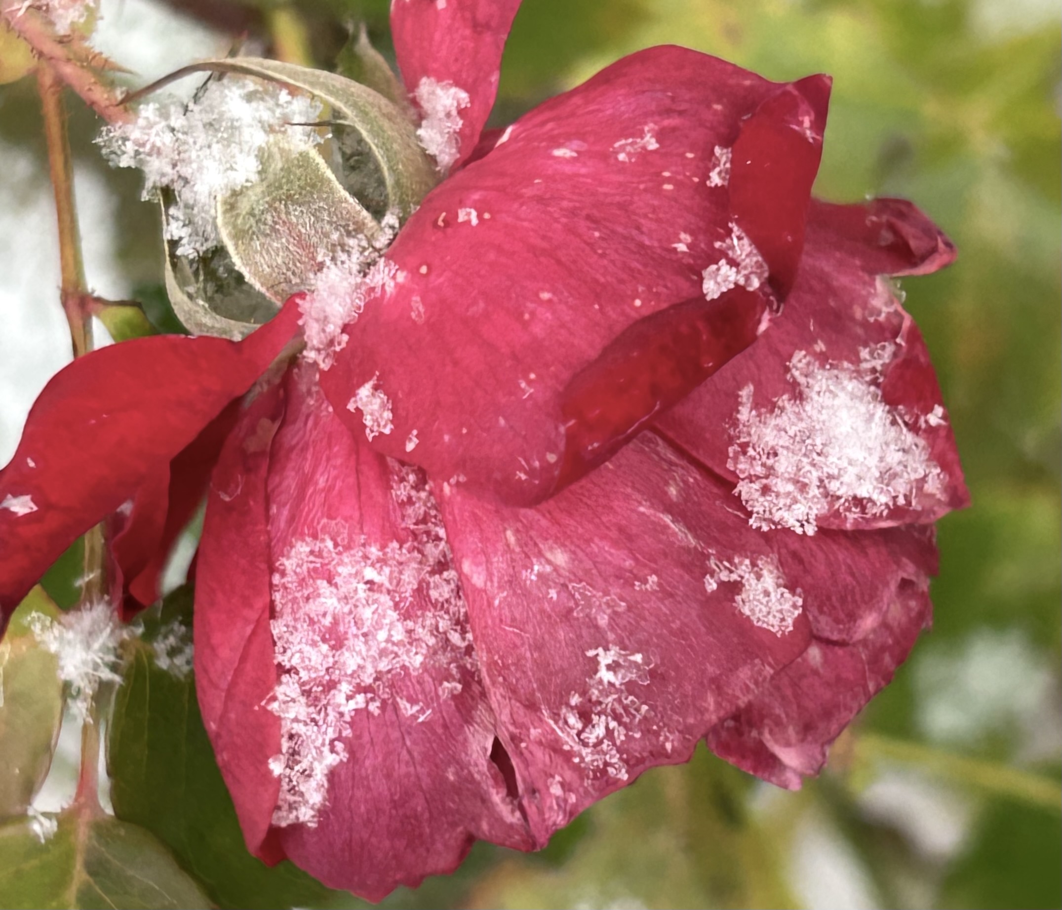 Notes for You 🌹 Love Emma Rose icon